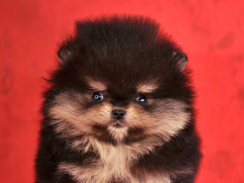 Pomeranac Boo štenci CHOCOLATE & TAN NOVO