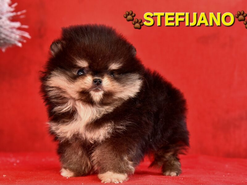 Pomeranac Boo štenci CHOCOLATE & TAN NOVO
