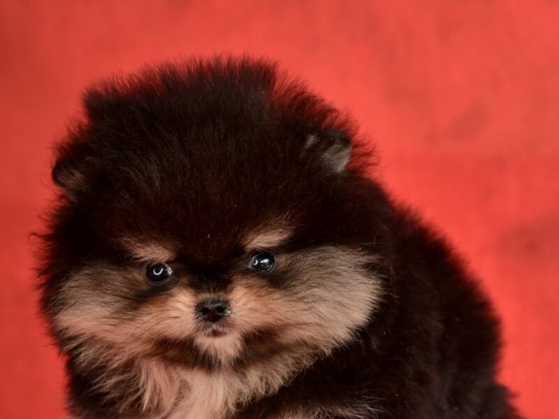 Pomeranac Boo štenci CHOCOLATE & TAN NOVO