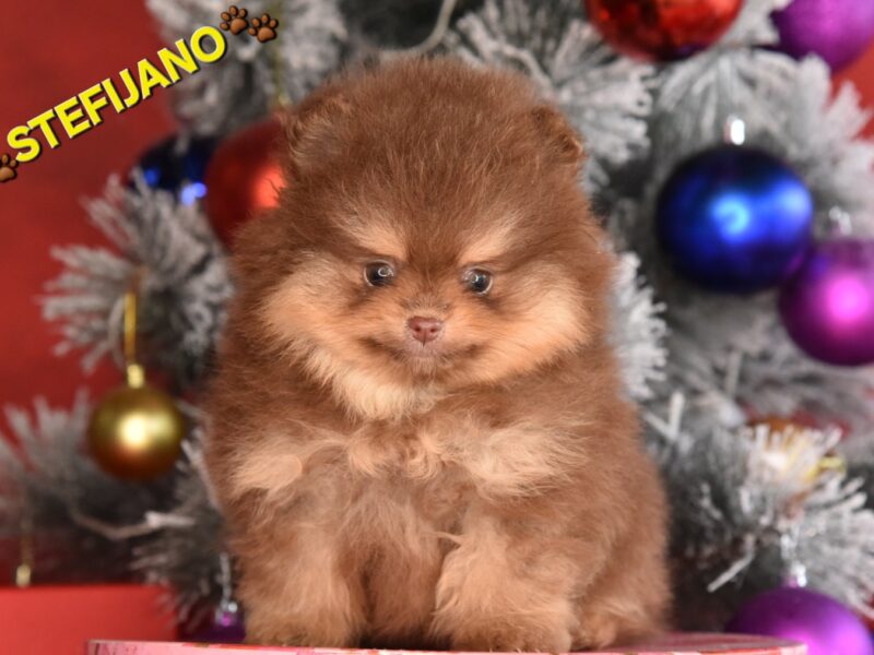 Pomeranac Boo štenci CHOCOLATE & TAN NOVO