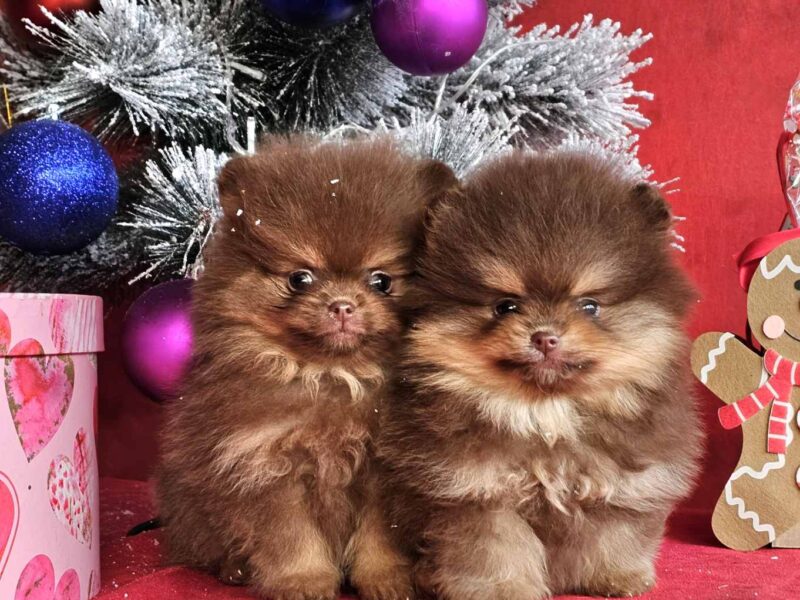 Pomeranac Boo štenci CHOCOLATE & TAN NOVO