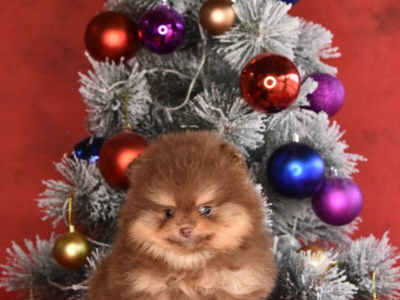 Pomeranac Boo štenci CHOCOLATE & TAN NOVO