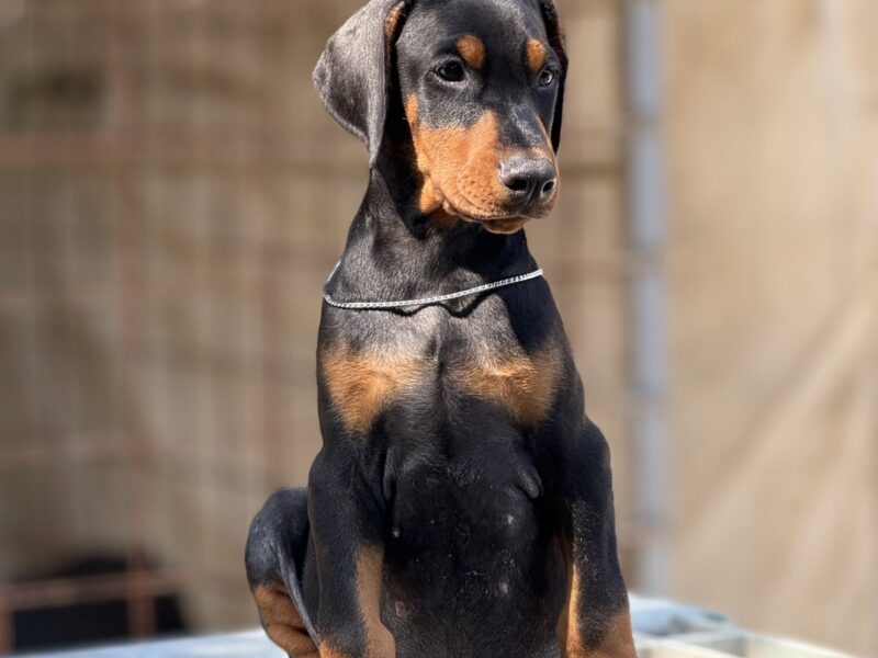 Prodaju se prelepi štenci dobermana, stari 3 meseca