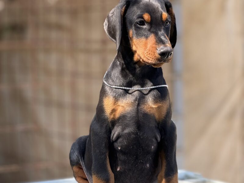 Prodaju se prelepi štenci dobermana, stari 3 meseca