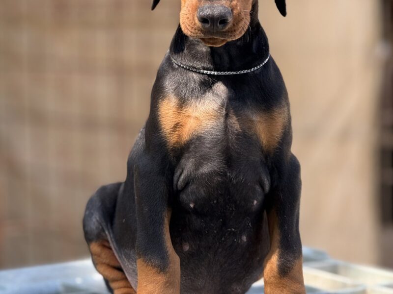Prodaju se prelepi štenci dobermana, stari 3 meseca