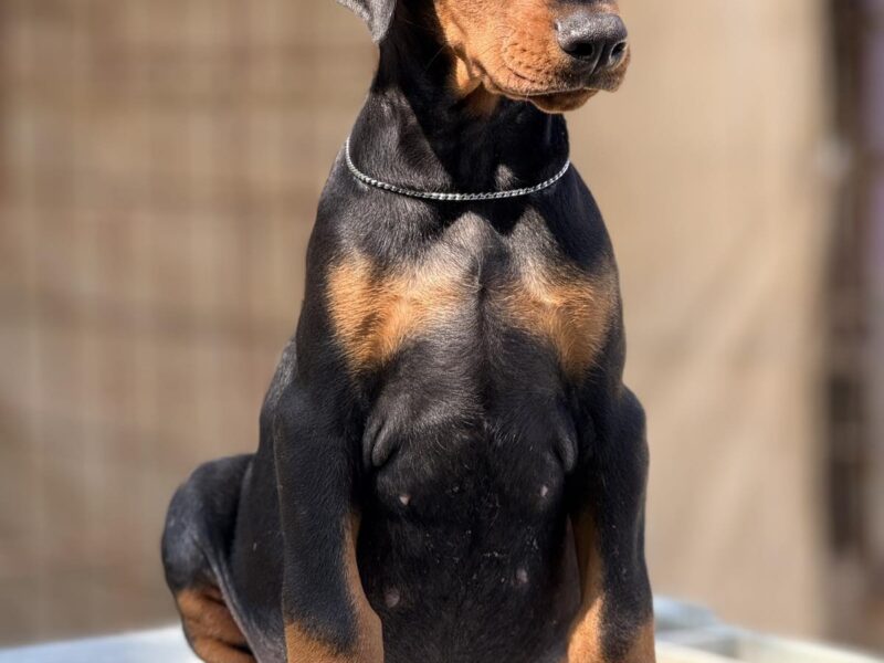 Prodaju se prelepi štenci dobermana, stari 3 meseca