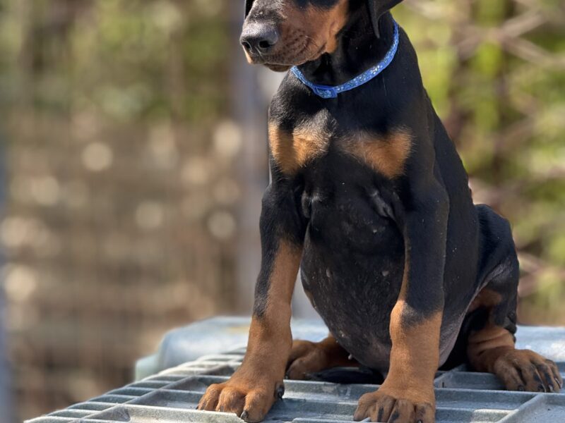 Prodaju se prelepi štenci dobermana, stari 3 meseca