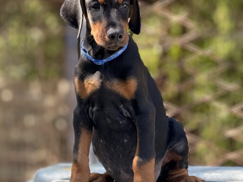 Prodaju se prelepi štenci dobermana, stari 3 meseca