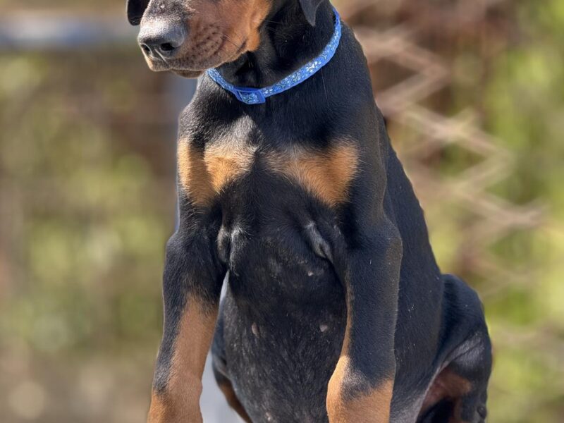 Prodaju se prelepi štenci dobermana, stari 3 meseca