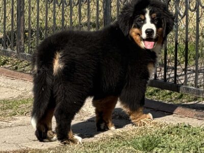 Na prodaju stenci bernskog planinskog psa, odlicnog kvaliteta