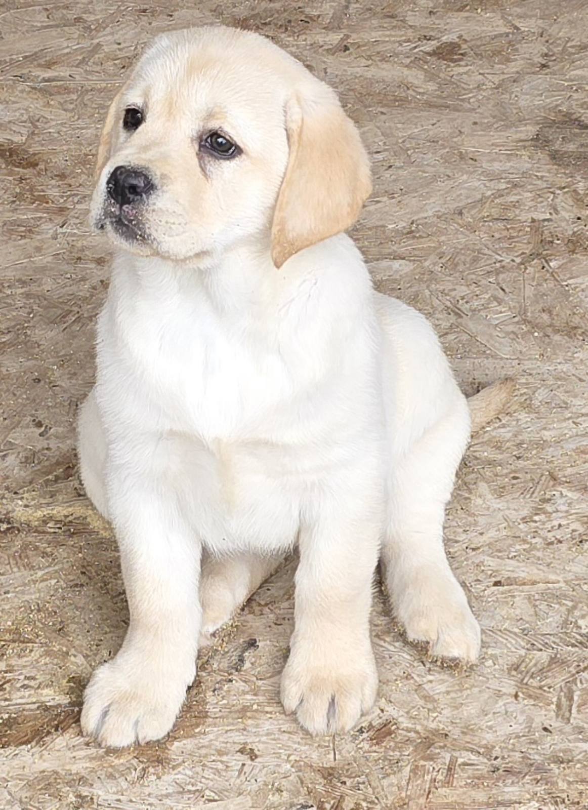LABRADOR retriver, štenci šampionskog porekla