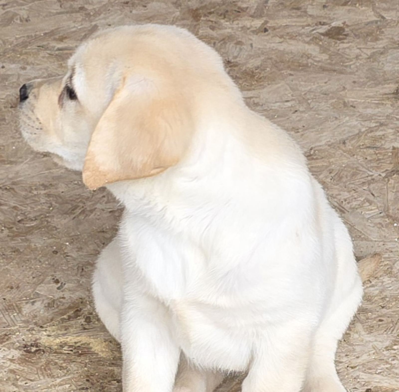 LABRADOR retriver, štenci šampionskog porekla