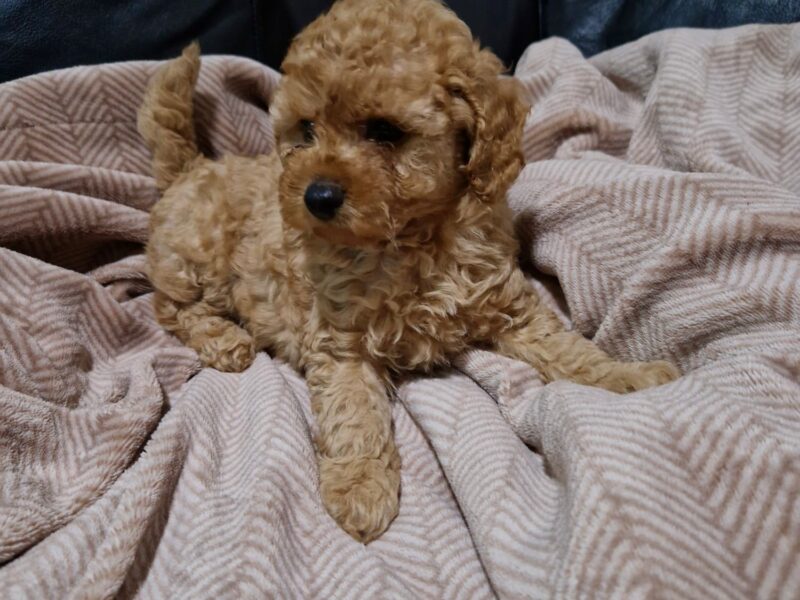 Crvena Toy Pudla prelepi štenci