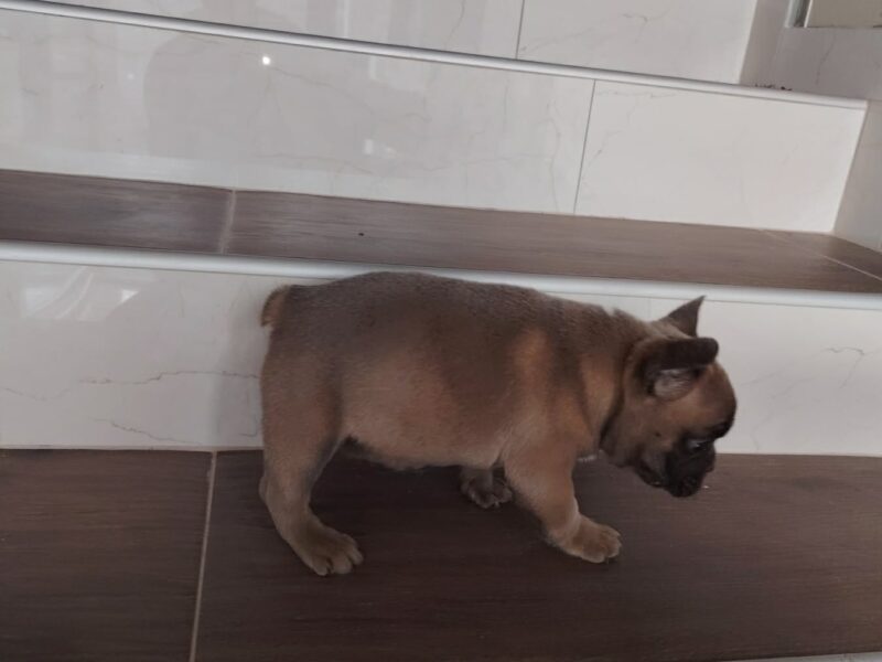 Francuski buldog muško štene