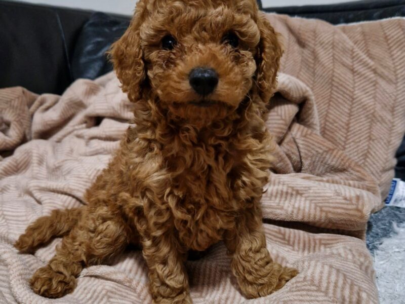 Crvena Toy Pudla prelepi štenci