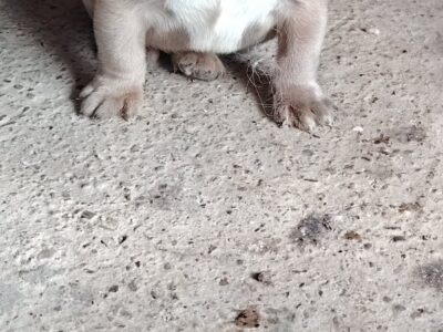 Francuski buldog muško štene