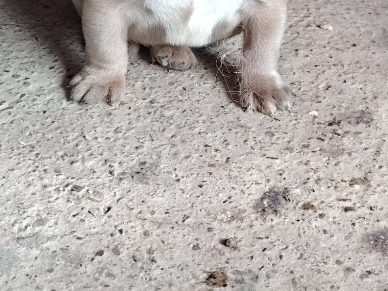 Francuski buldog muško štene