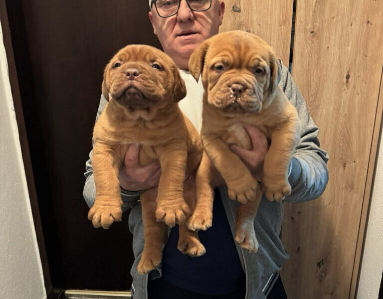 Bordoska Doga (Dogue de Bordeaux) prelepi stenci