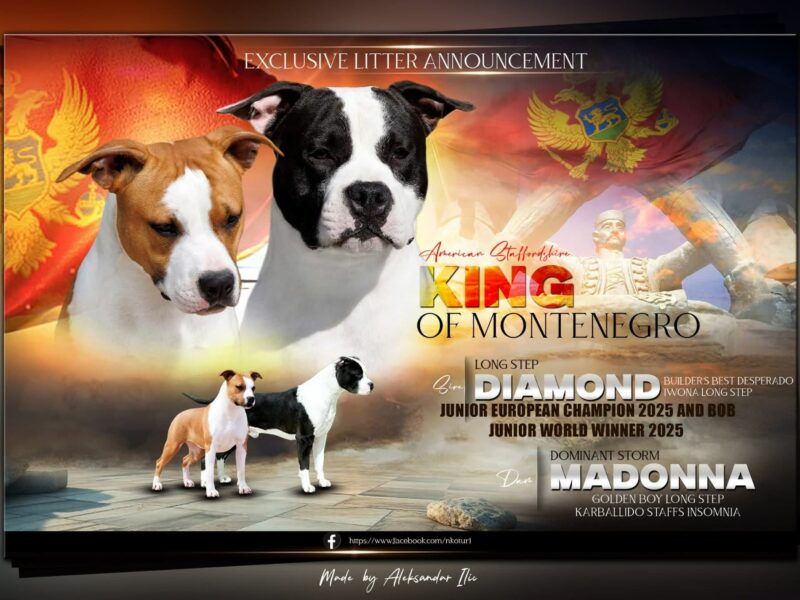 Američki staford terijer prelepi štenci