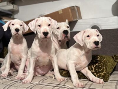 Dogo Argentino
