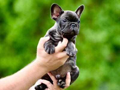 Francuski Buldog, vrhunskog porekla