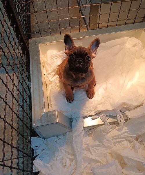 Francuski buldog, štenci