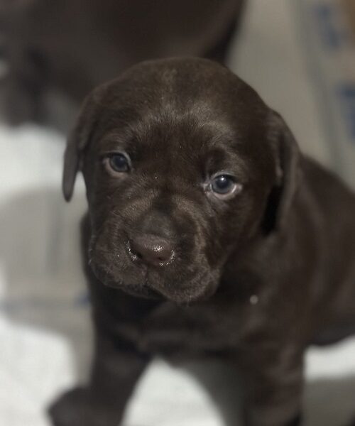 Labrador štenci