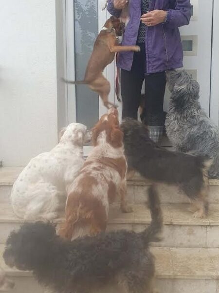 Potreban radnik u prihvatilištu za životinje