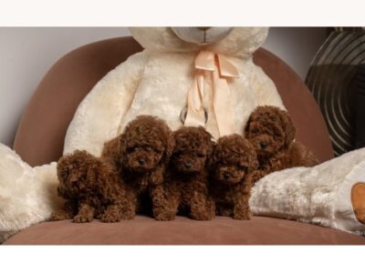 Crvene patuljaste i toy pudle