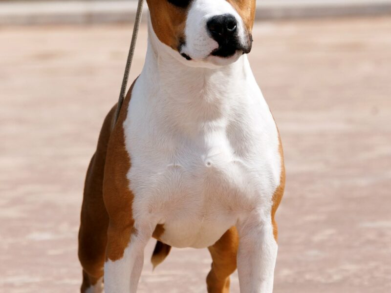 Američki staford terijer prelepi štenci