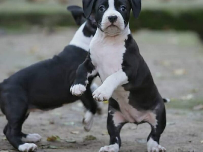 Američki staford terijer prelepi štenci