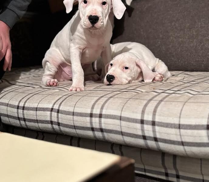 Dogo Argentino