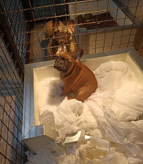 Francuski buldog, štenci