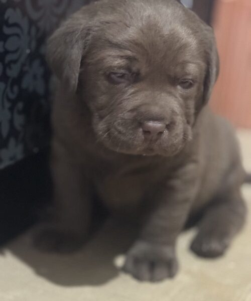 Labrador štenci