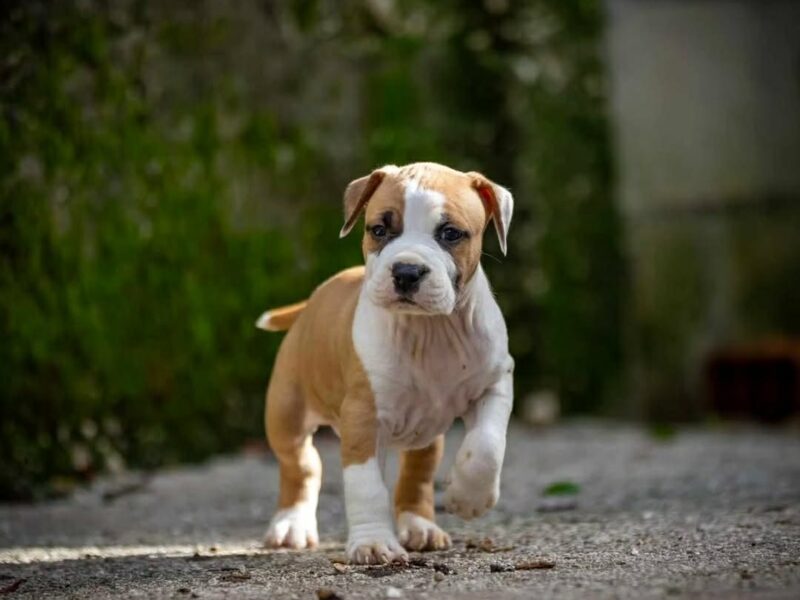 Američki staford terijer prelepi štenci