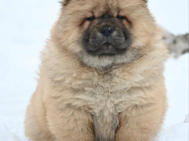 Chow Chow Cau Cau Čau Čau