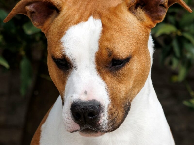 Američki staford terijer prelepi štenci