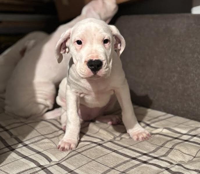 Dogo Argentino