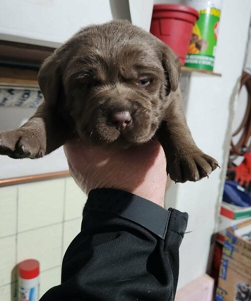 Labrador štenci
