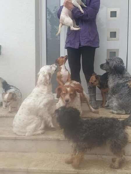 Potreban radnik u prihvatilištu za životinje