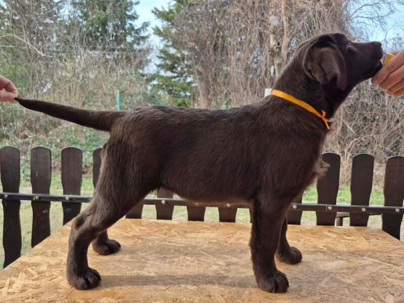 Labrador retriver čokoladni štenci