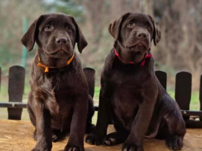 Labrador retriver čokoladni štenci