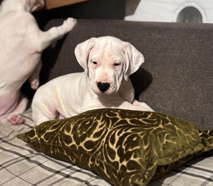 Dogo Argentino
