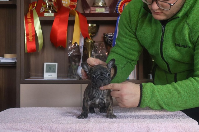 Francuski Buldog, vrhunskog porekla