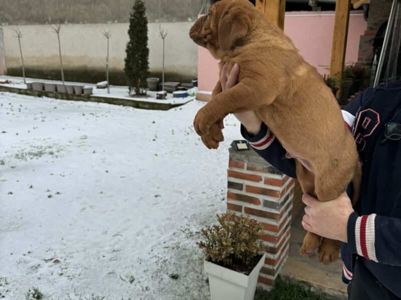 Bordoška doga štenci