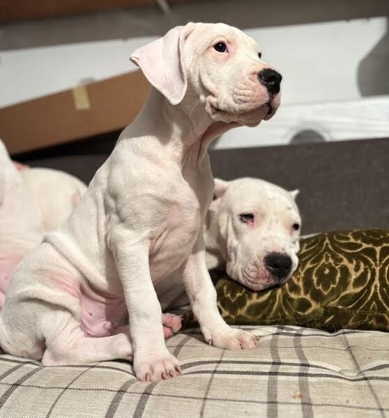 Dogo Argentino