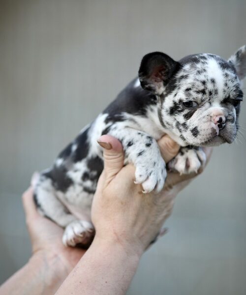 Francuski buldog
