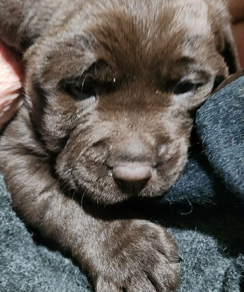 Labrador štenci