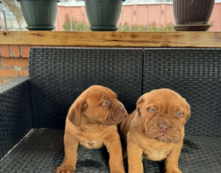 Bordoska Doga (Dogue de Bordeaux) prelepi stenci