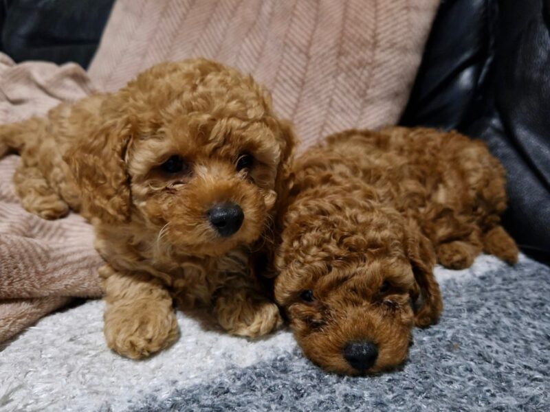 Crvena Toy Pudla prelepi štenci